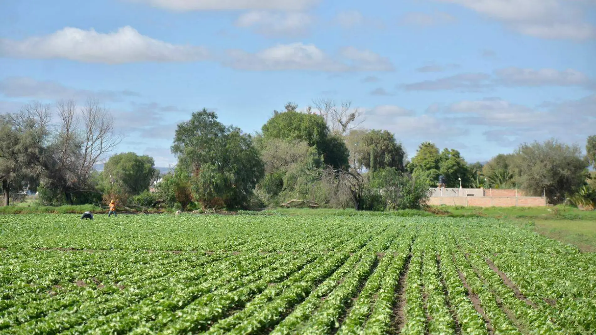 Campo, cultivos (1)